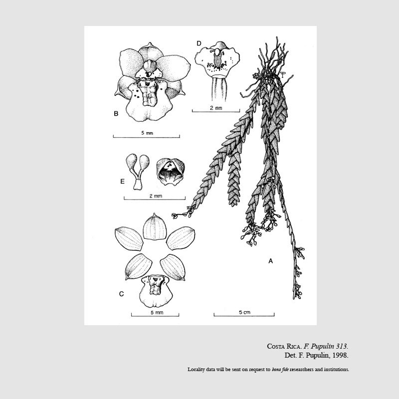 Lockhartia micrantha